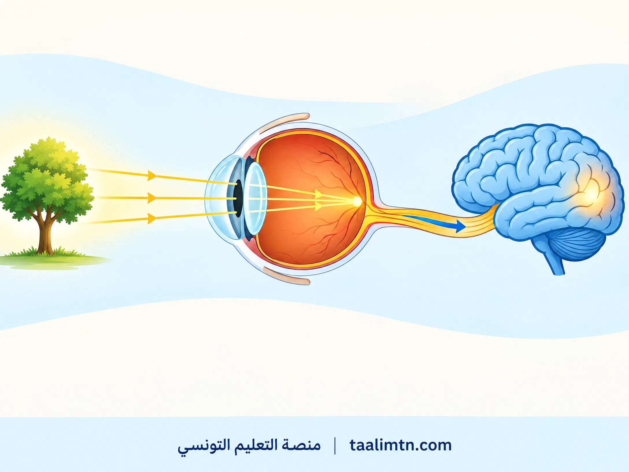 رسم توضيحي لمسار الضوء والإشارات العصبية من الجسم إلى العين والدماغ